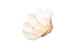 Cast Clam Shell Bowl, Faux Finish, SM